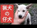 かわいい仔犬たち