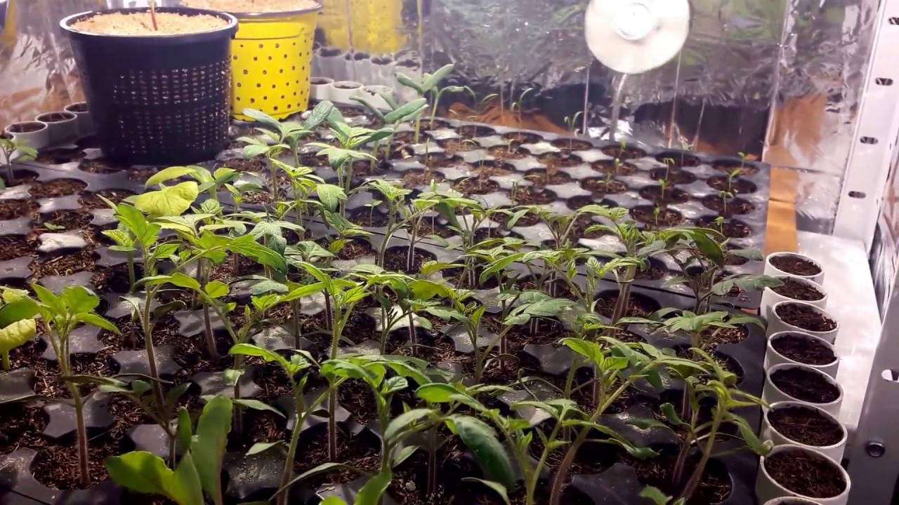 70W Ceramic Metal Halide Growlight setup