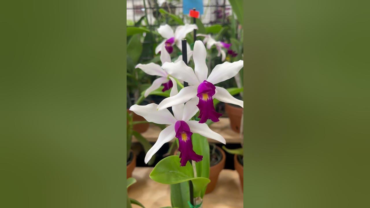 Tampa orchid society event. YouTube