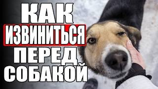 картинка: Как ИЗВИНИТЬСЯ Перед Своей Собакой?