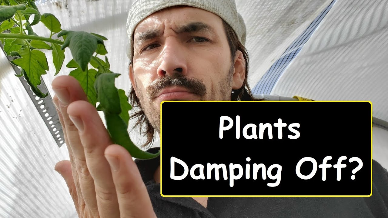 Why Are My Plants Damping Off