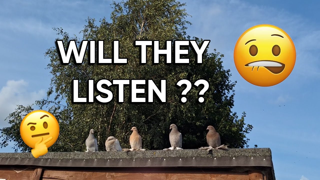 Irish Old School Tumblers - 2025 Young Birds