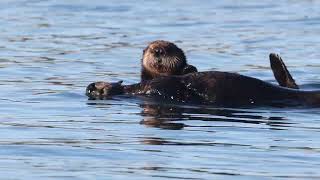 Sea otter mom + baby