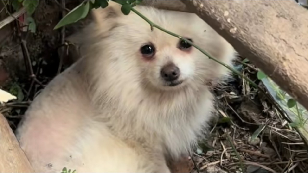 Он был брошен и обижен другими… Пока добрый ангел не спас его.