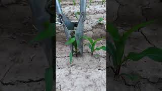 Manual Seedling Transplanting Tool in Action! π±π οΈ #shorts Manual Seedling Transplanting Tool in Action! π±π οΈ #shorts