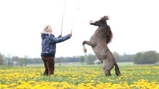 Liberty play in a field of dandelions [Joyce & Revenge]