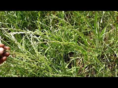 वीडियो: कोकेशियान हेलबोर (35 तस्वीरें): विवरण। घास कहाँ उगती है और इसे स्वयं कैसे उगाएँ? फूल लगाना और उसकी देखभाल करना