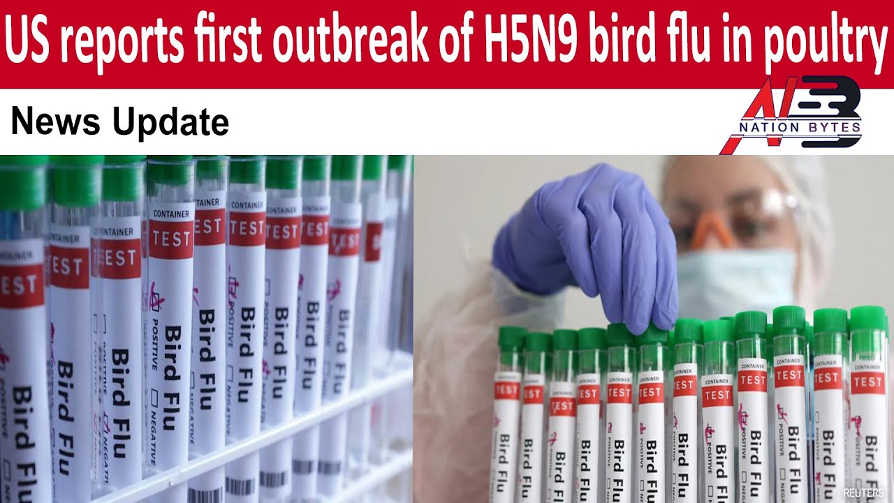US reports first outbreak of H5N9 bird flu in poultry || News Update ...