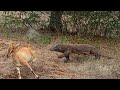 Komodo dragon hunting strategy