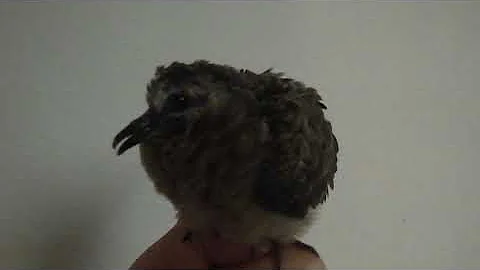 Wild Baby Mourning Dove Chirping - Dovey