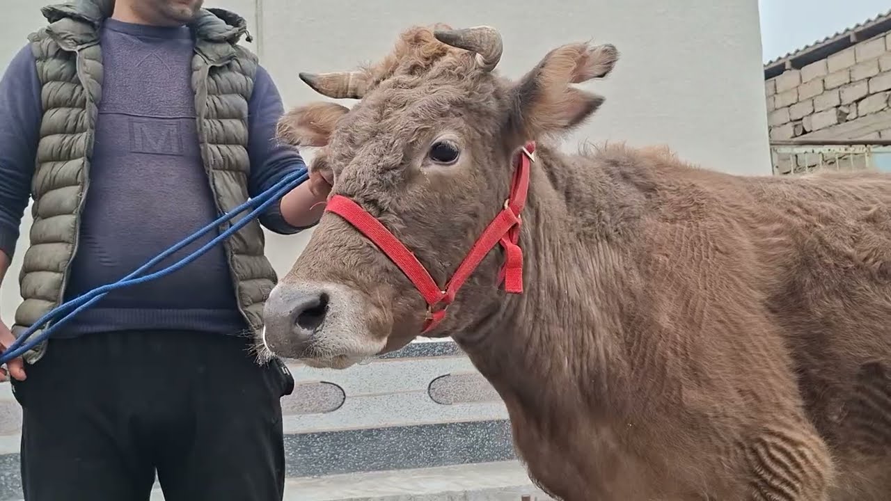 927331010ватсаб 3 САР МОЛХОИ😱 БУГУЗИ НАЗДИК 🤫КРАСНИЯ СТЕПНАЯ БО НАРХИ ДАСТРАС УСПЕТ КУНЕД