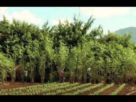 Vidéo: Moringa Miracle Tree : Cultiver des arbres de Moringa pour la vie