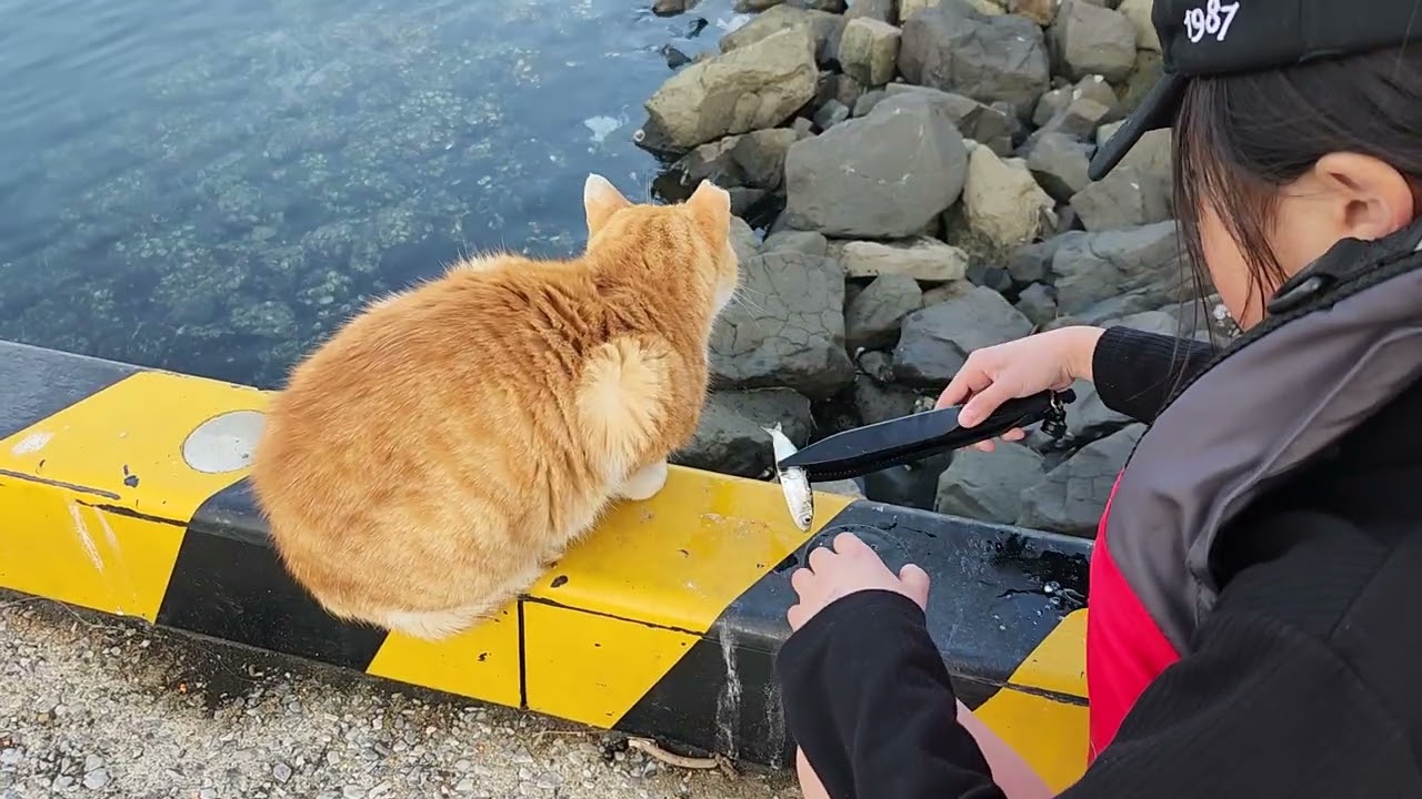 🍀HEALING CAT🐈️ 1321                                            💕FERRY PORT💕 20