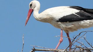 White stork (Ciconia ciconia) with young chicks