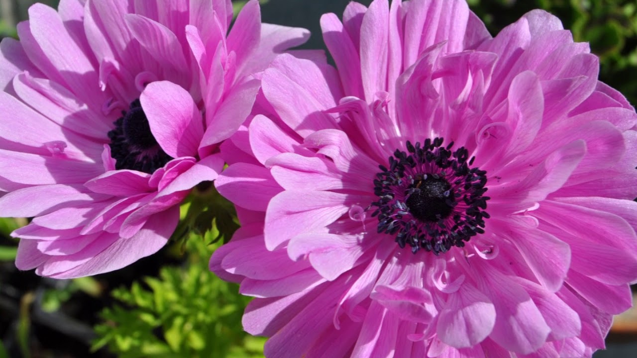 Quarry Cottage Garden