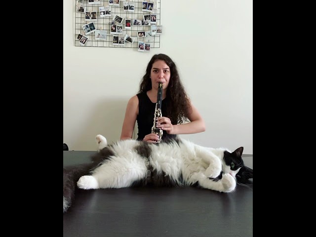 My cat & clarinet 😻 class=