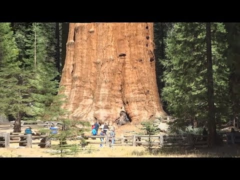 Video: Kaliforniens Riesenmammutbäume, Die Höchsten Lebewesen Auf Unserem Planeten