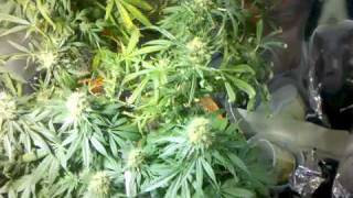 STB Indoor Cannabis grow #17