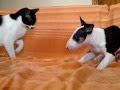 Bull Terrier Puppy VS Cat