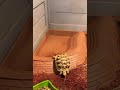 Going for a quick dip 💦 (4x speed 🐌) #babytortoise #tortoise #tortoiseshorts #turqy  #pettherapy