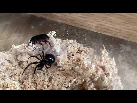 ハンゲツオスナキグモの狩り(チャイロコメノゴミムシダマシ) YouTube