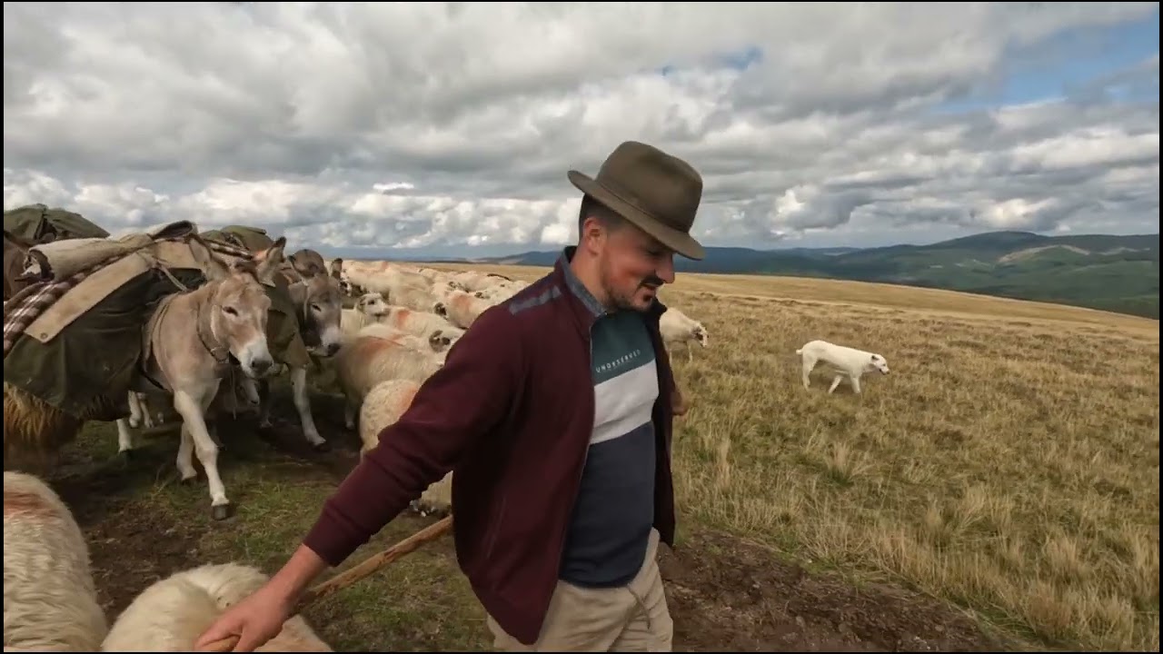 Transhumanta Cu Oile 🐑DL Costel Dan🇹🇩DL Costel este La A 5-A Generație ce Crescători de Ovine