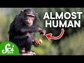 How Humans Are Almost Identical to Chimps, According to DNA