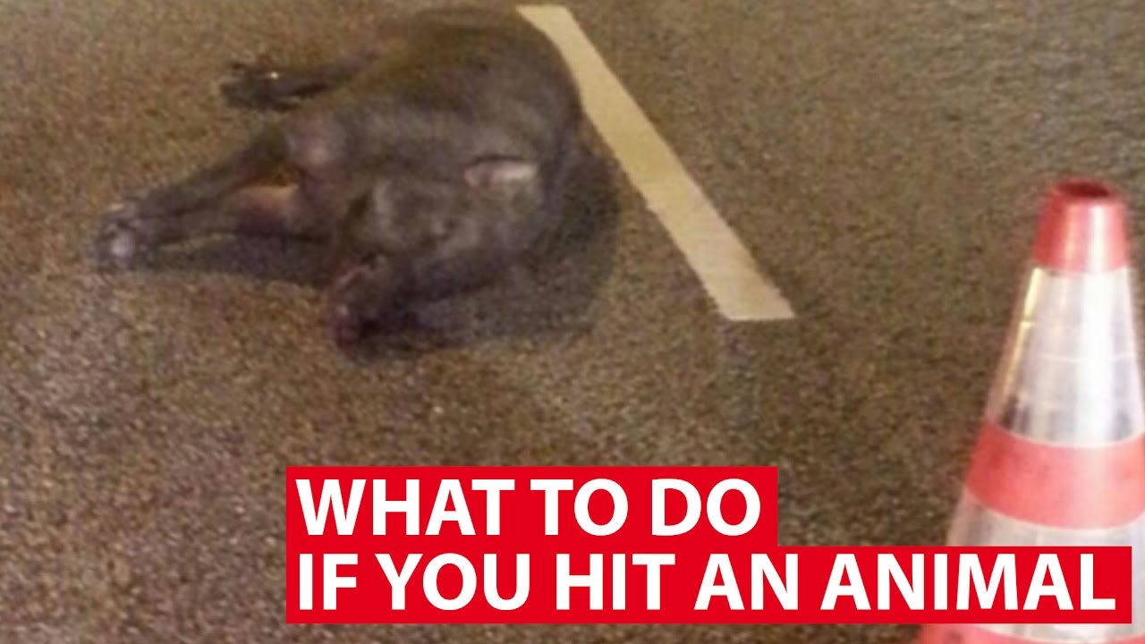 What To Do If You Hit An Animal | Talking Point | CNA Insider - YouTube