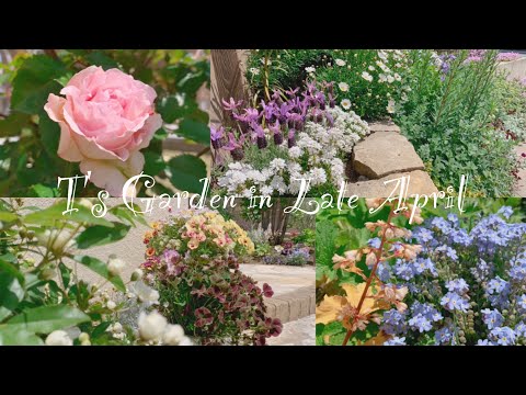 4月下旬の庭 ガーデニング バラの開花 T S Garden Youtube