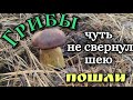 Чуть не свернул шею.Пошли грибы!Заготовка на зиму👍#славянскаяua #грибы #грибники #грибнойсезон