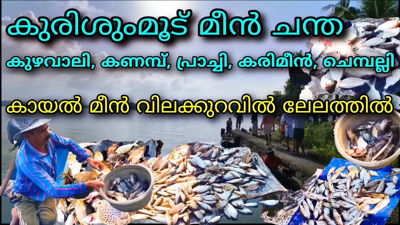 കായൽ മീൻ വേണോ കുരിശുംമൂട് മീൻ ലേലം വിളിച്ച് വാങ്ങാം രാവിലെ 8 മണി മുതൽ kollam fish market ashtamudi 