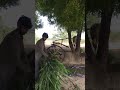 Amazing Gear Tokka Machine Operating With Bulls #shorts #shortvideo