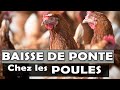 ELEVAGE DE POULE PONDEUSE: Voici ce qui cause la baisse ou la chute de ponte chez les poules