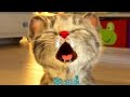 Fun Cute Kitten Game Play Fun Pet Care Kids Game - Little Kitten My Favorite Cat #345
