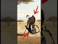 A mother giraffe saves her calf from a black panther attack!#animals #wildlife