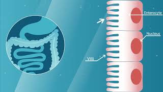 Probi Digestis® probiotic mode of action - Explainer video