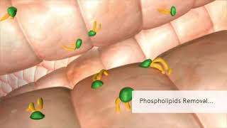 A Perceval Plus FREE video