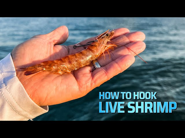 How To Hook Live Shrimp 