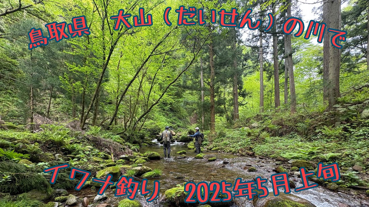 鳥取県　大山（だいせん）の川でフライフィッシングイワナ釣り（2025年5月上旬）
