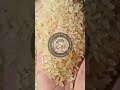 🌾🌾🌾Export-Quality Indian Swarna Parboiled 10% Broken Rice (AGL : 5.00MM) : Crop Year 2024🌾🌾🌾