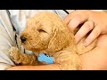 Autism Service Dog | Pet It Forward