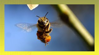 🎶Sonido y Videos ABEJAS ZUMBANDO🐝[20 de Mayo DIA de la Abeja] (panal de abejas, zumbido)