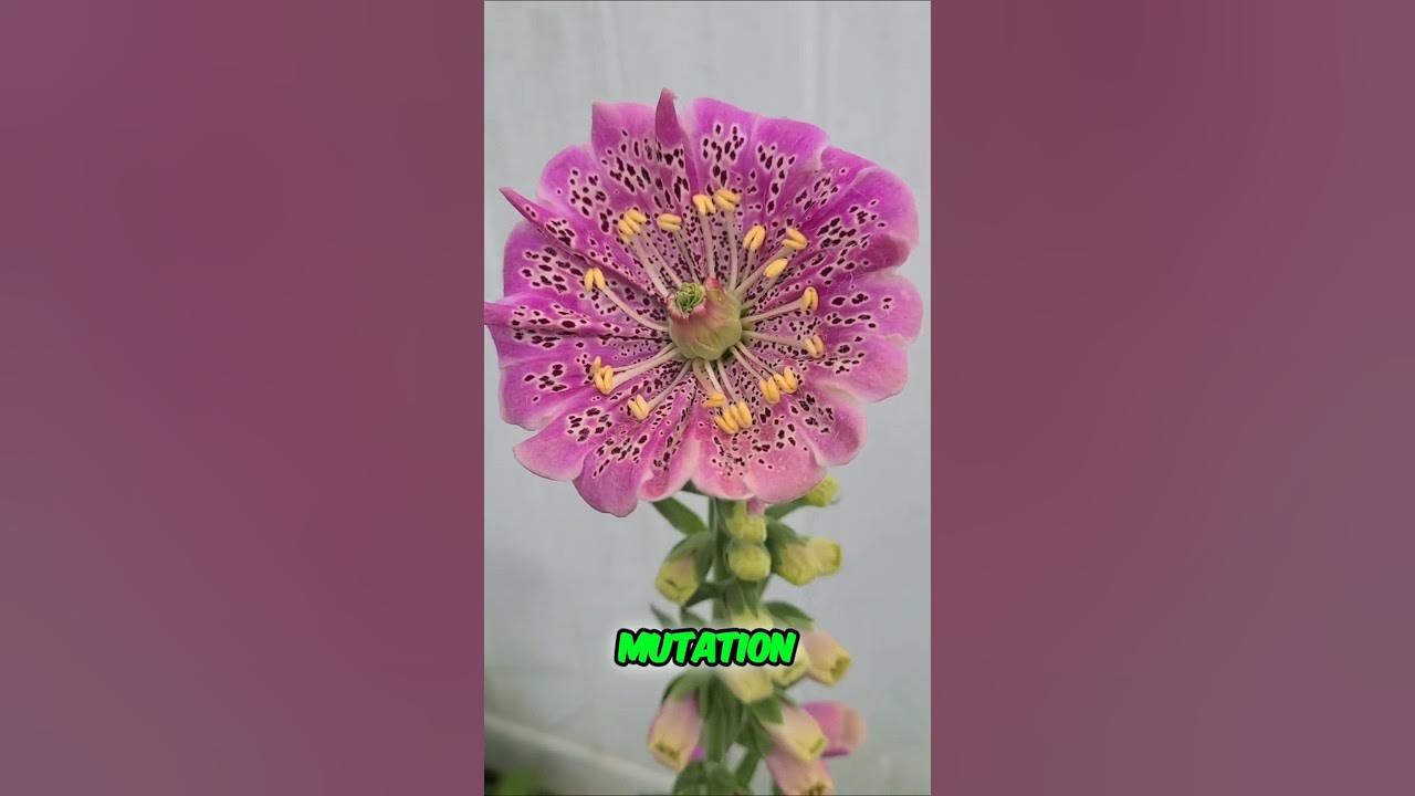 I Accidentally Grew a Mutant Foxglove! #flowers #plants #garden #gardening I Accidentally Grew a Mutant Foxglove! #flowers #plants #garden #gardening