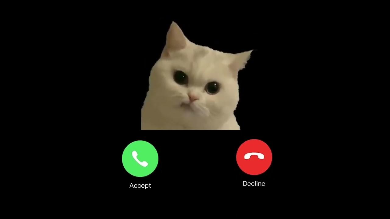 CAT😾, 🍏APPLE RINGTONE 🍎IPHONE, PLEASE ANSWER MY CALL IPHONE RINGTONE