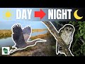 RARE Finds at Santa Margarita Ranch: A Birding Journey Through Day &amp; Night!