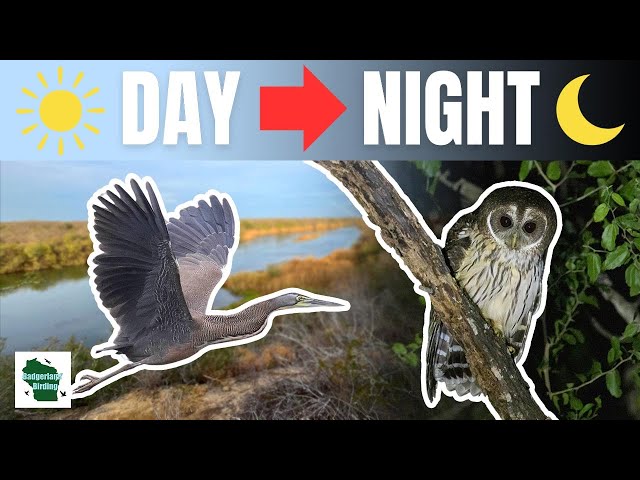 RARE Finds at Santa Margarita Ranch: A Birding Journey Through Day & Night! class=