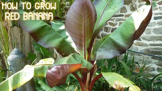 How To Care And Grow Red Bananas How To Grow Red Banana Plants Red Leaved Banana Plants