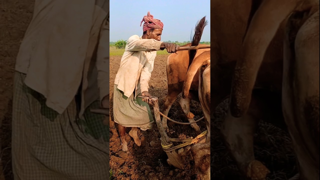 Ancient Farming Technique | Bull Ploughing in Rural Life 
