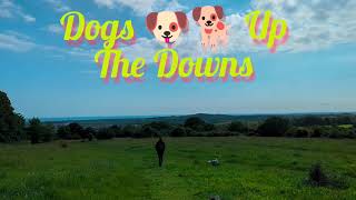 Dogs 🐶🐕 Up The Downs 2024