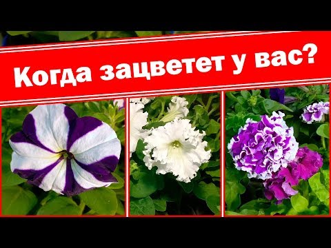 Сроки цветения разных гибридов петуний. Как и когда начинают цвести петунии. Формирование